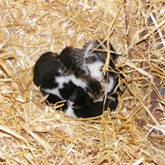 Blanding af racer LM's killinger. døde