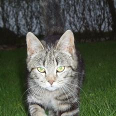 Blanding af racer Silke