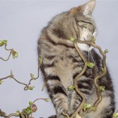 Blanding af racer Silke