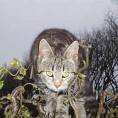 Blanding af racer Silke