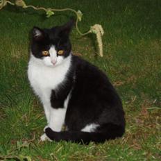 Blanding af racer Banditten