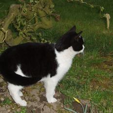 Blanding af racer Banditten