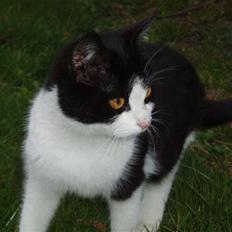 Blanding af racer Banditten