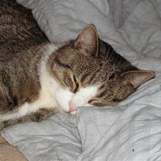 Blanding af racer Gizmo