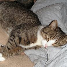 Blanding af racer Gizmo