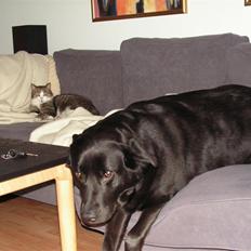 Blanding af racer Gizmo