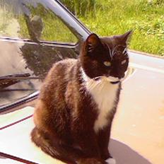 Blanding af racer Maggi 