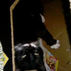 Blanding af racer Maggi 