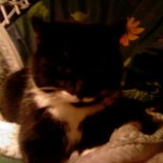 Blanding af racer Maggi 