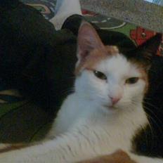 Blanding af racer Sascha