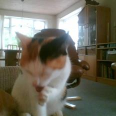 Blanding af racer Sascha