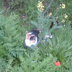 Blanding af racer Sascha