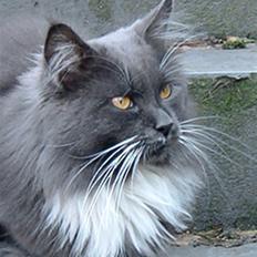Maine Coon Yankee Doodle Dandi †
