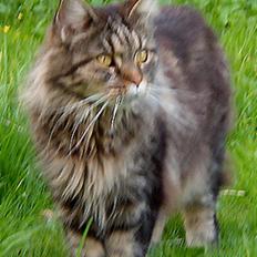Maine Coon Soja † 