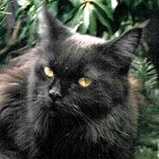 Maine Coon Vendetta† 