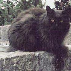 Maine Coon Inka  †