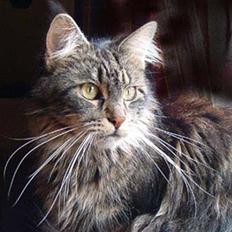 Maine Coon Choice