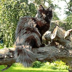 Maine Coon Bebee Bobtail † -