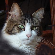 Maine Coon Angel † -