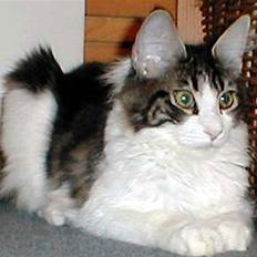 Maine Coon Angel † -