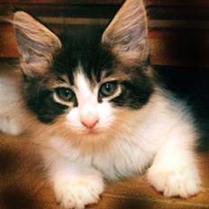 Maine Coon Angel † -