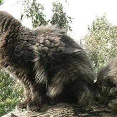 Maine Coon Bebee Bobtail † -