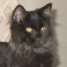 Maine Coon Bebee Bobtail † -