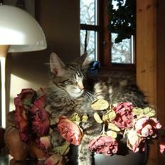 Maine Coon Choice