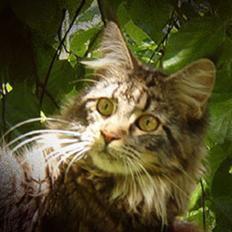 Maine Coon Choice