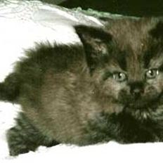 Maine Coon Inka  †