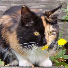 Maine Coon Surin