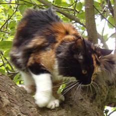 Maine Coon Surin