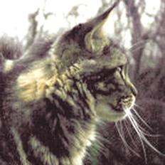Maine Coon Soja † 