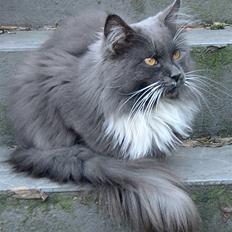 Maine Coon Yankee Doodle Dandi †