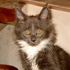 Maine Coon Yankee Doodle Dandi †