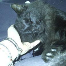 Blanding af racer Mr. Missy