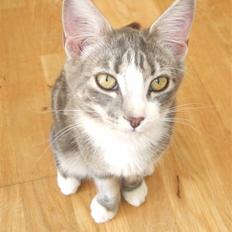 Huskat Cirkeline *bortgivet*