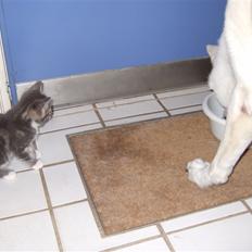 Huskat Cirkeline *bortgivet*