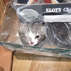 Huskat Cirkeline *bortgivet*