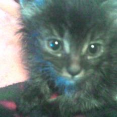 Blanding af racer sheebas killinger