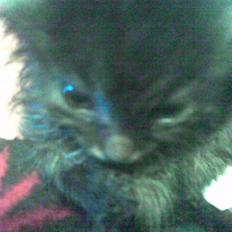 Blanding af racer sheebas killinger