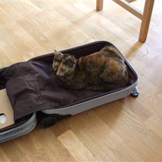 Blanding af racer Mini *RIP*