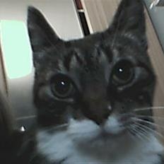 Blanding af racer potkin *død*