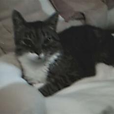 Blanding af racer potkin *død*