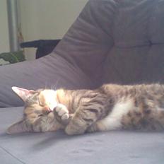 Huskat scarface *R.I.P.*