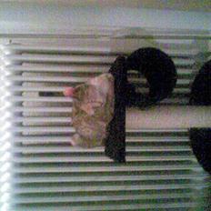 Huskat scarface *R.I.P.*