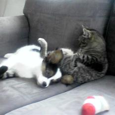 Huskat wobble *R.I.P.*