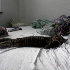 Huskat wobble *R.I.P.*