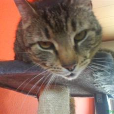 Huskat Ernst R.I.P December 2008