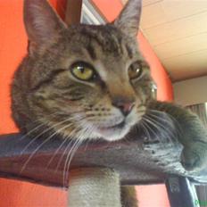 Huskat Ernst R.I.P December 2008